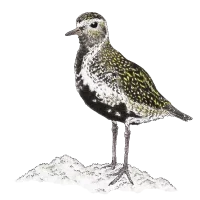 European golden plover (Pluvialis apricaria)