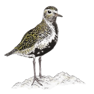 European golden plover (Pluvialis apricaria) European golden plover (Pluvialis apricaria)