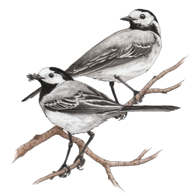 White wagtail (Motacilla alba) White wagtail (Motacilla alba)