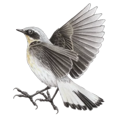 Northern wheatear (Oenanthe oenanthe)