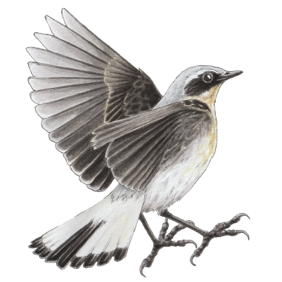 Northern wheatear (Oenanthe oenanthe) Northern wheatear (Oenanthe oenanthe)