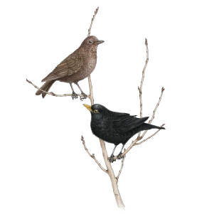 Common blackbird (Turdus merula)