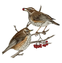 Redwing (Turdus iliacus)