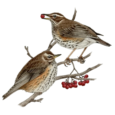 Redwing (Turdus iliacus)