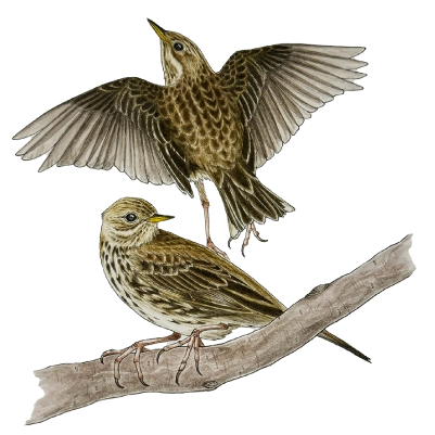 Meadow pipit (Anthus pratensis)