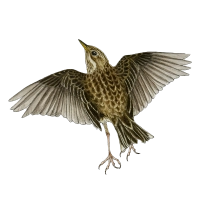 Meadow pipit (Anthus pratensis)