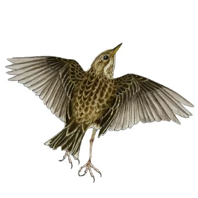 Meadow pipit (Anthus pratensis)