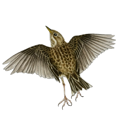 Meadow pipit (Anthus pratensis)