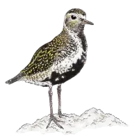 European golden plover (Pluvialis apricaria)