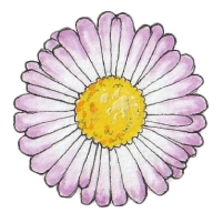 Alpine fleabane (Erigeron borealis) Alpine fleabane (Erigeron borealis)