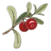 BearberryBearberry (Arctostaphylos uva-ursi) Bearberry (Arctostaphylos uva-ursi) 100