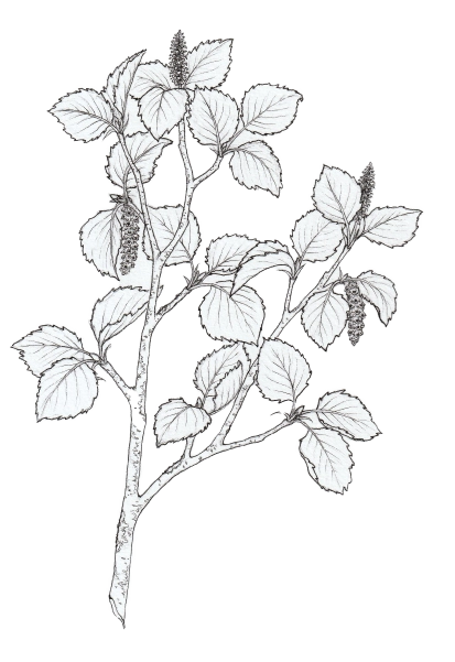 Downy birch (Betula pubescens)