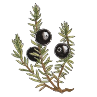 Crowberry (Empetrum nigrum)