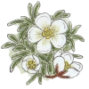 Cushion-plant (Diapensia lapponica)