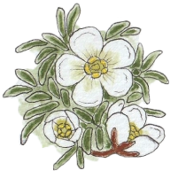 Cushion-plant (Diapensia lapponica) 200 Cushion-plant (Diapensia lapponica) 200