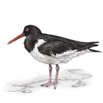 Eurasian oystercatcher (Haematopus ostralegus) 400