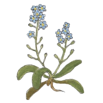 Forget-me-not (Myosotis arvensis) 200