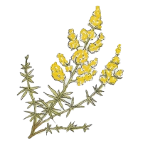 Lady's bedstraw (Galium verum)