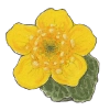 Marsh marigold (Caltha palustris) Marsh marigold (Caltha palustris)