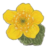 Marsh marigold (Caltha palustris)
