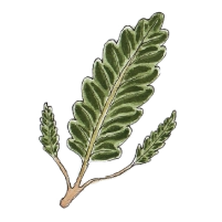 Mountain-avens (Dryas octopetala)