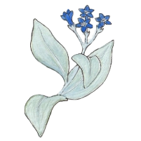 Oyster plant (Mertensia maritima)