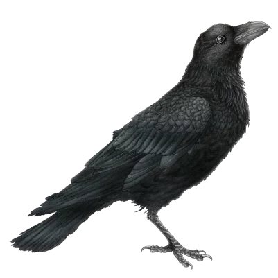 Raven (Corvus corax)