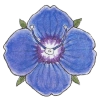 Rock speedwell (Veronica fruticans) Rock speedwell (Veronica fruticans)