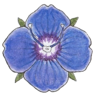 Rock speedwell (Veronica fruticans) Rock speedwell (Veronica fruticans)