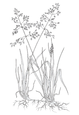 Kentucky bluegrass (Poa pratensis)