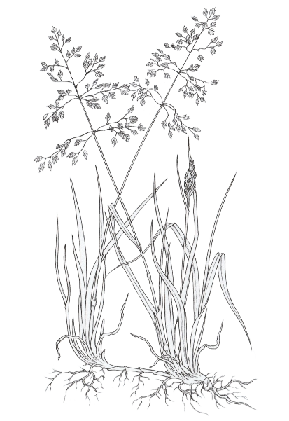 Kentucky bluegrass (Poa pratensis)