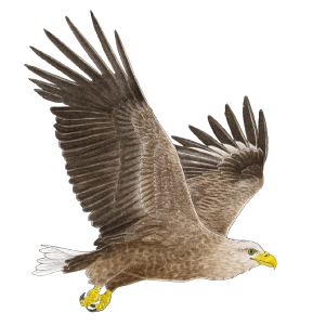 White-tailed eagle (Haliaeetus albicilla)