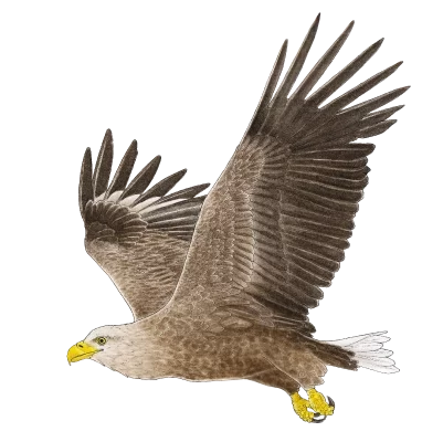 White-tailed eagle (Haliaeetus albicilla)