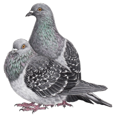 Domestic pigeon (Columba livia domestica)