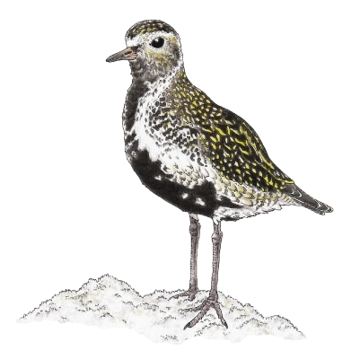 European golden plover (Pluvialis apricaria)