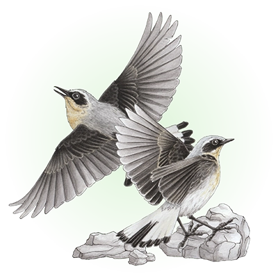 Northern wheatear (Oenanthe oenanthe)